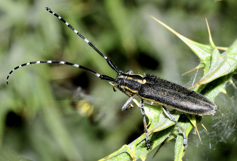 Cerambycidae: Agapanthia cynarae e Oxylia duponchelii